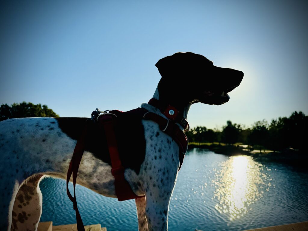 Silhouette of a dog on a leash standing on a dock by a sunlit lake, blue sky in the background.