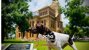 Dog in foreground with brown head and white body stands in front of the Llano County Courthouse; overlay text reads 'mocha Llano County Courthouse' with V. Valenzuela Law logo at the bottom.